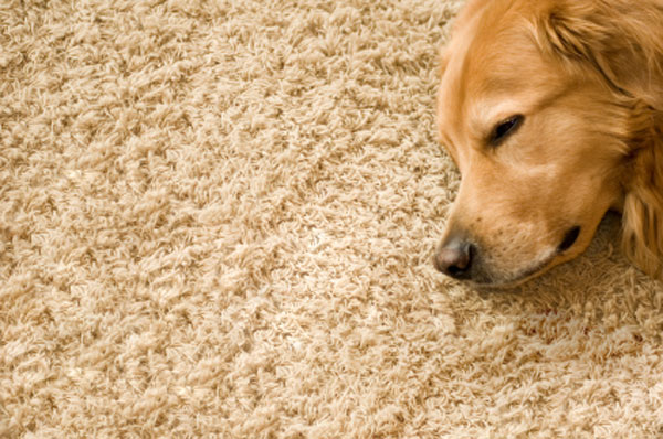 Carpet dog cleaning